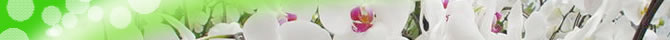 あくね洋蘭センターは、鹿児島県の阿久根市で、胡蝶蘭を専門に生産・販売しています。 